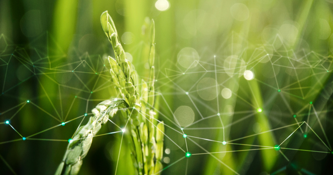 農業物聯網與稻田背景